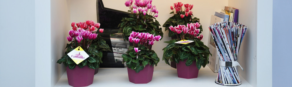 Cyclamen: plante d'automne hiver fleurie en intérieur